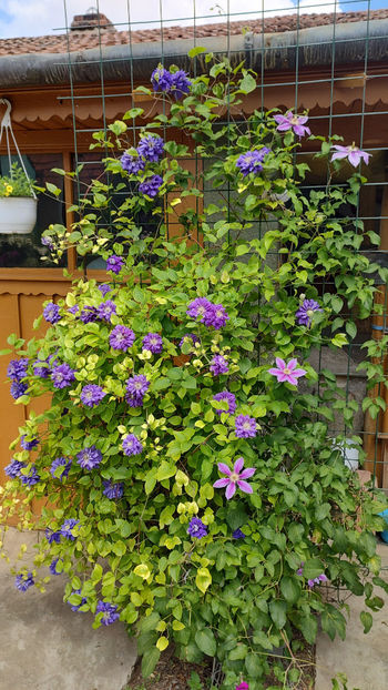 11 06 2022 - Kiri Te Kanawa