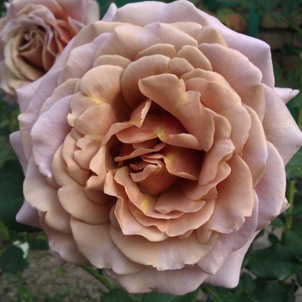 Koko Loco®. - TRANDAFIRI FLORIBUNDA de vanzare-2025