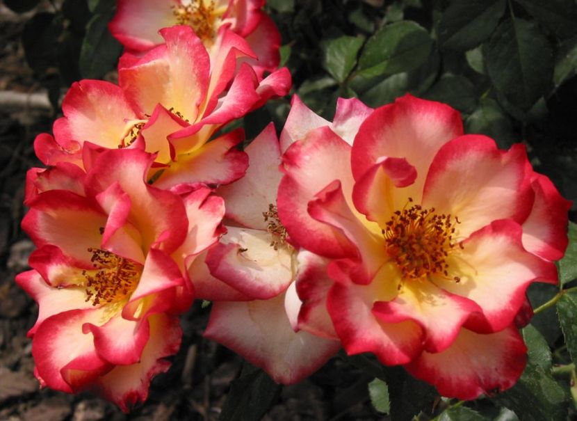 Betty Boop® - TRANDAFIRI FLORIBUNDA de vanzare-2025