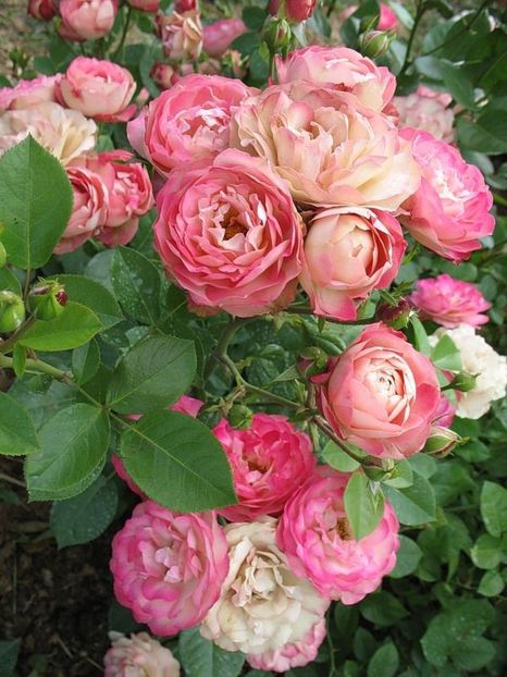 Rosa Acropolis (Meicrado) - TRANDAFIRI FLORIBUNDA de vanzare-2025