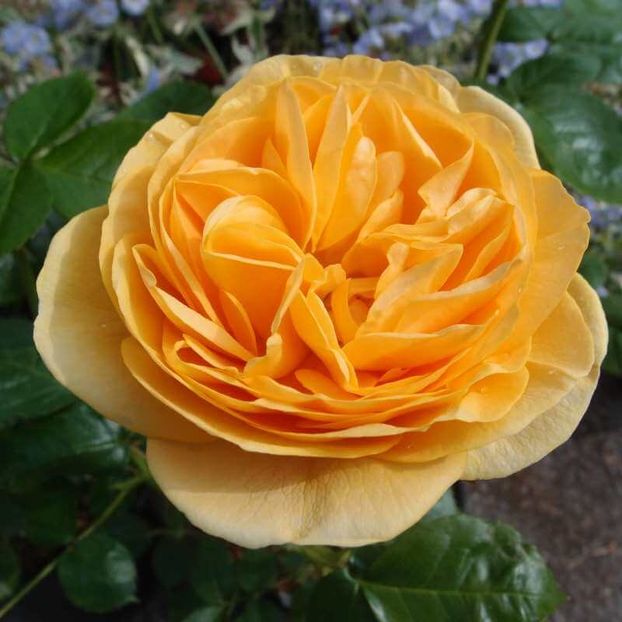 Rosa Absolutely Fabulous (Wekvossutono) - TRANDAFIRI FLORIBUNDA de vanzare-2025