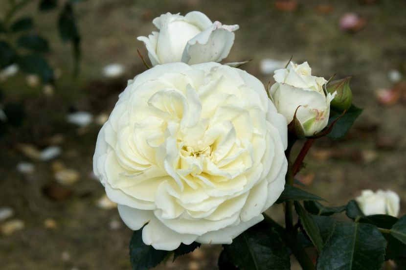 Rosa Alabaster (Tan02226) - TRANDAFIRI FLORIBUNDA de vanzare-2025