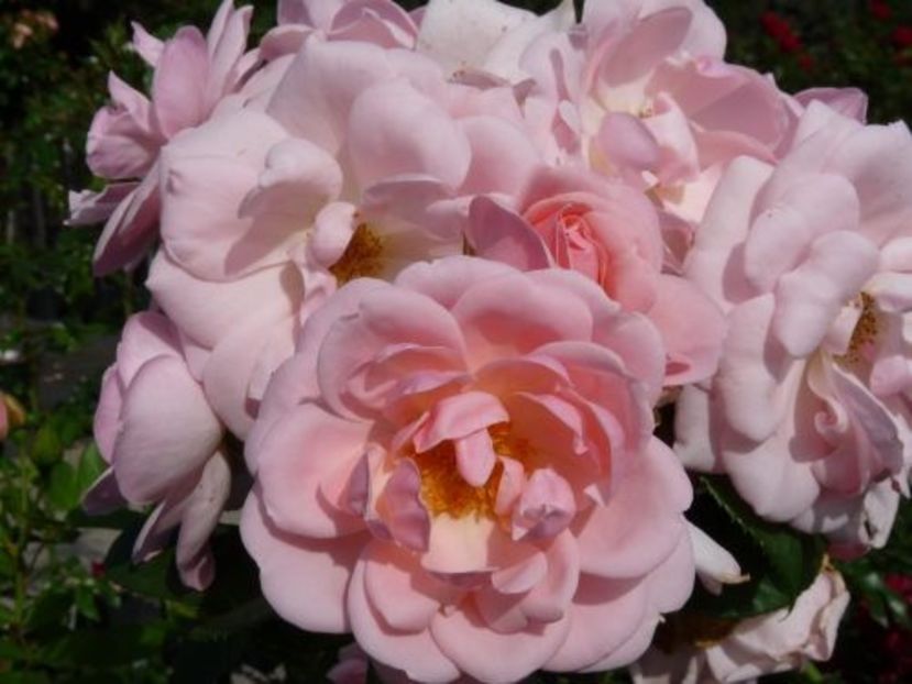 Rosa Astrid Lindgren (Pouluf) - TRANDAFIRI FLORIBUNDA de vanzare-2025