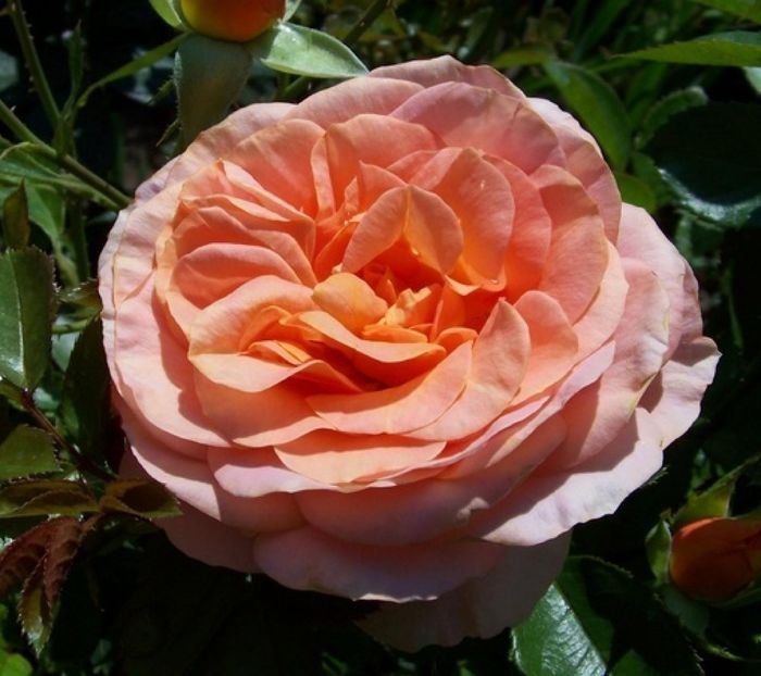 Rosa Bengali (Korbehati) - TRANDAFIRI FLORIBUNDA de vanzare-2026