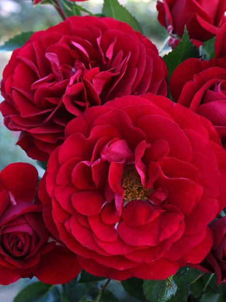 Rosa Bordeaux (Korelamba) - TRANDAFIRI FLORIBUNDA de vanzare-2025