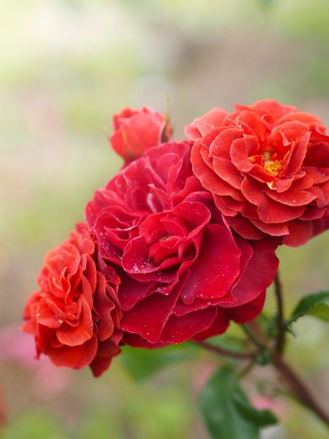 Rosa Brown Velvet (Macultra)7 - TRANDAFIRI FLORIBUNDA de vanzare-2025