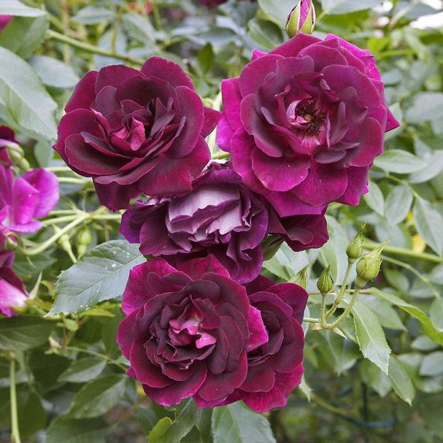 Rosa Burgundi Ice - TRANDAFIRI FLORIBUNDA de vanzare-2025