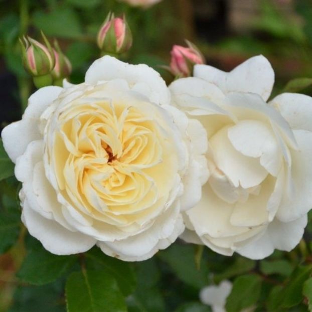 Rosa Dietrich Woessner - TRANDAFIRI FLORIBUNDA de vanzare-2025
