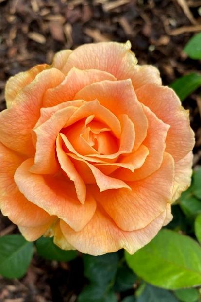 Rosa Easy Going (Harflow). - TRANDAFIRI FLORIBUNDA de vanzare-2025