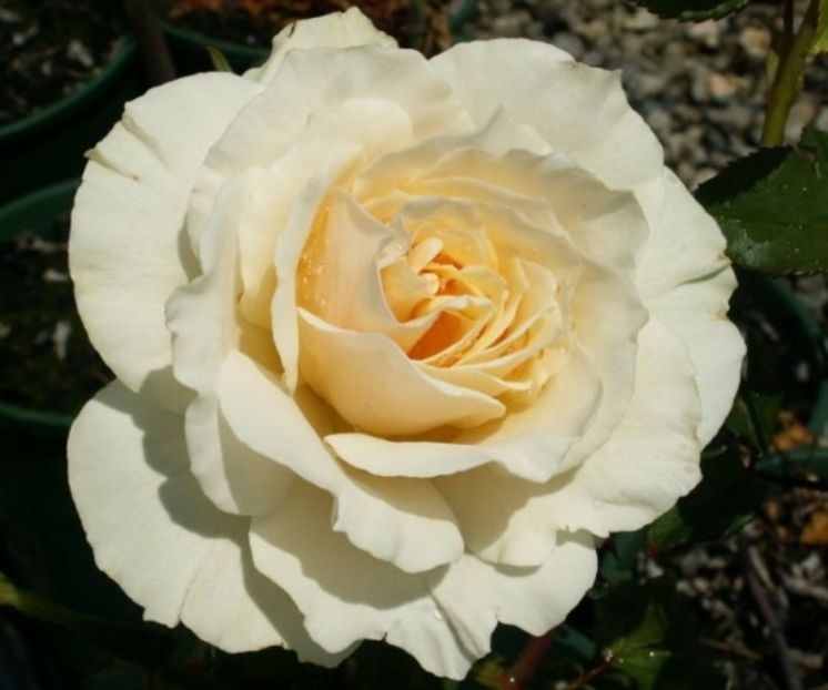 Rosa Edelweiss - TRANDAFIRI FLORIBUNDA de vanzare-2025
