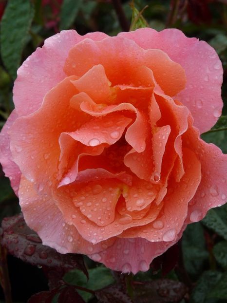 Rosa Fragrant Delight. - TRANDAFIRI FLORIBUNDA de vanzare-2025