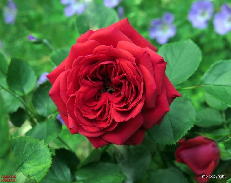 Rosa Francois Rabelais (Meinusian) - TRANDAFIRI FLORIBUNDA de vanzare-2025