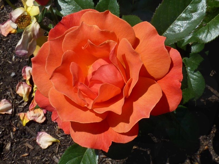 Rosa Fellowship (Harwelcome) - TRANDAFIRI FLORIBUNDA de vanzare-2026