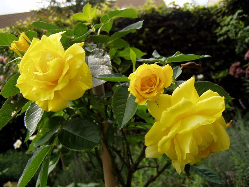 Rosa Friesia (Korresia) - TRANDAFIRI FLORIBUNDA de vanzare-2026