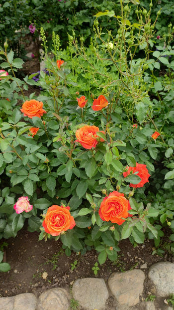 01 06 2022 - Super Trouper