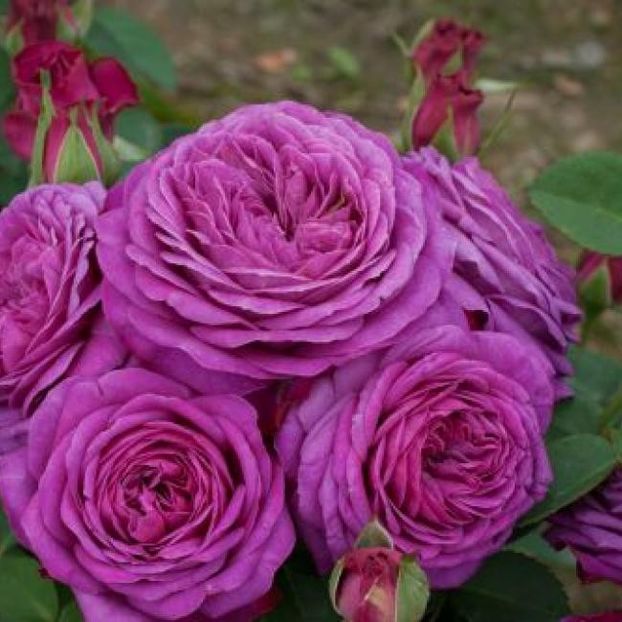 Rosa Heidi Klum Rose (Tan00681). - TRANDAFIRI FLORIBUNDA de vanzare-2026