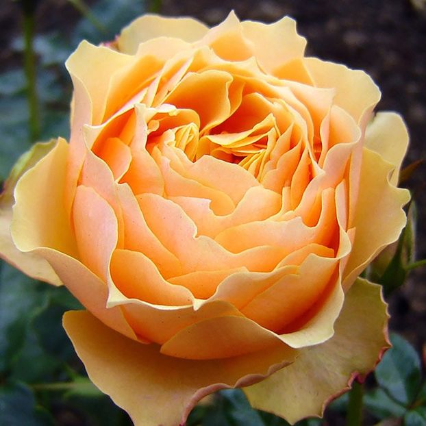 Rosa Henrietta Barnett (Harmaxim) - TRANDAFIRI FLORIBUNDA de vanzare-2026