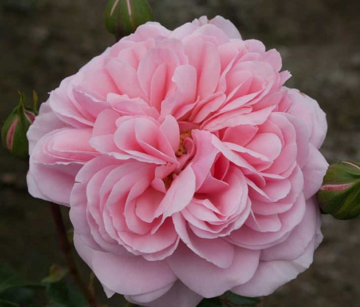 Rosa Home & Garden (Korgrasotra) - TRANDAFIRI FLORIBUNDA de vanzare-2026