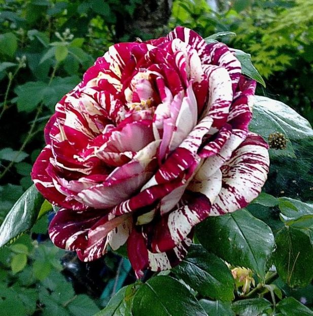 Rosa Julio Iglesias (Meistemon). - TRANDAFIRI FLORIBUNDA de vanzare-2025