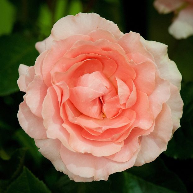 Rosa LAimant (Harzola) - TRANDAFIRI FLORIBUNDA de vanzare-2025