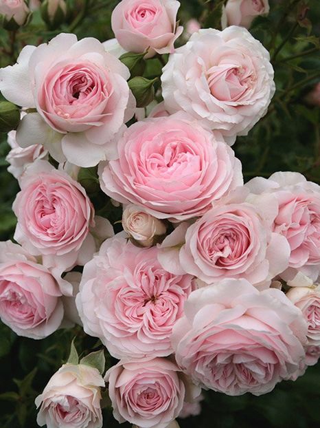 Rosa Larissa (Korbaspro) - TRANDAFIRI FLORIBUNDA de vanzare-2026