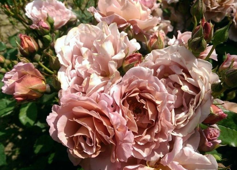 Rosa Lavender Pinocchio.. - TRANDAFIRI FLORIBUNDA de vanzare-2026