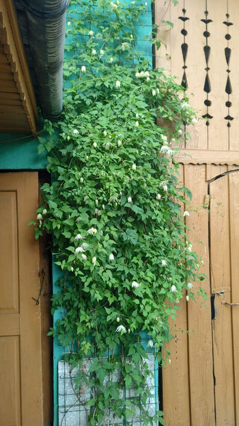 03 06 2022 - Lemon Dream