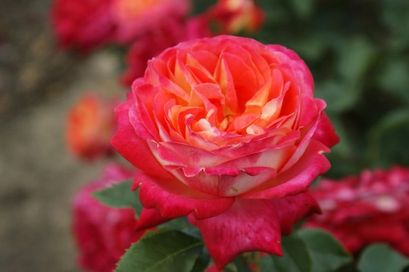 Rosa Midsummer (Tan02280) - TRANDAFIRI FLORIBUNDA de vanzare-2026