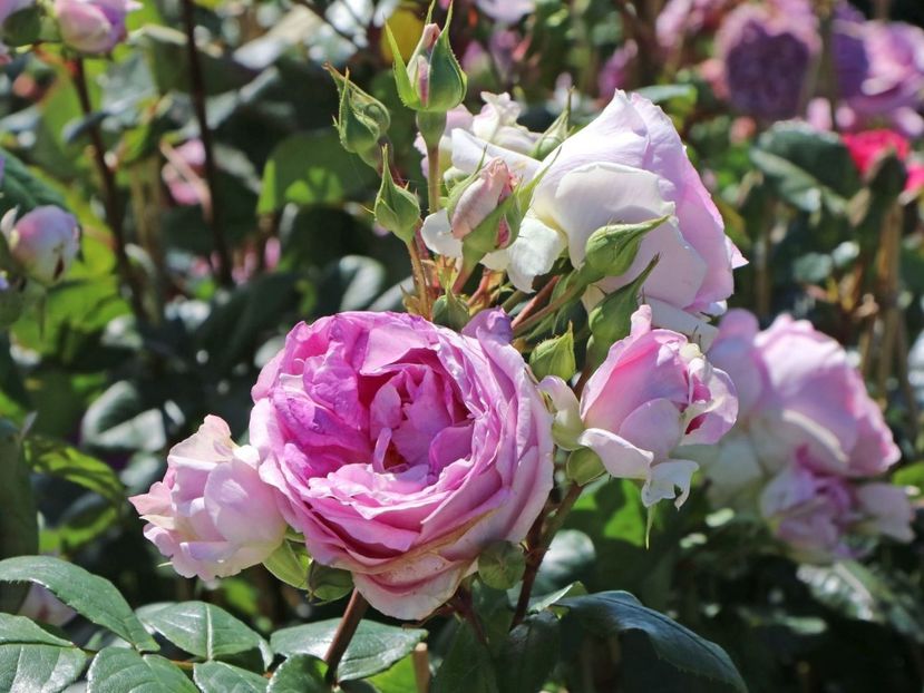 Rosa Saphir (Tan10715). - TRANDAFIRI FLORIBUNDA de vanzare-2026