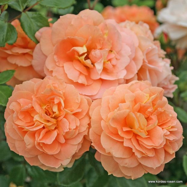 Rosa Schöne vom See (Korbylosang). - TRANDAFIRI FLORIBUNDA de vanzare-2025