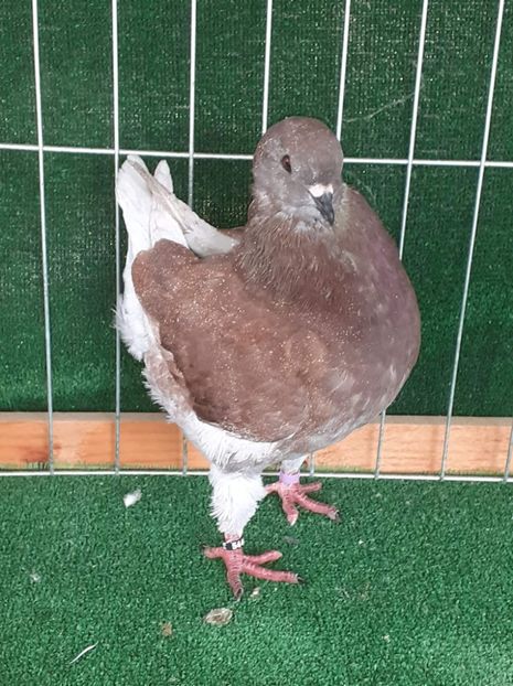 received_589026769186437 - KINGI PUI 2022