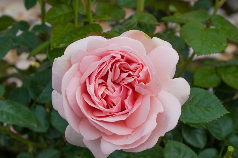 Rosa Aphrodite (Tan00847) - TRANDAFIRI THEAHIBRID de vanzare -2025