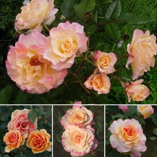 Rosa Aquarell (Tanellqua) - TRANDAFIRI THEAHIBRID de vanzare -2024