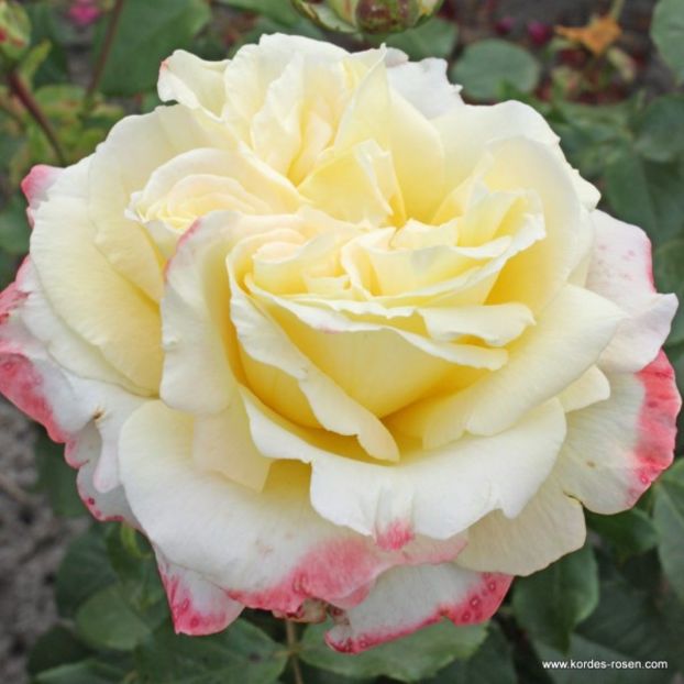 Rosa Athena (Korcripoco) - TRANDAFIRI THEAHIBRID de vanzare -2025