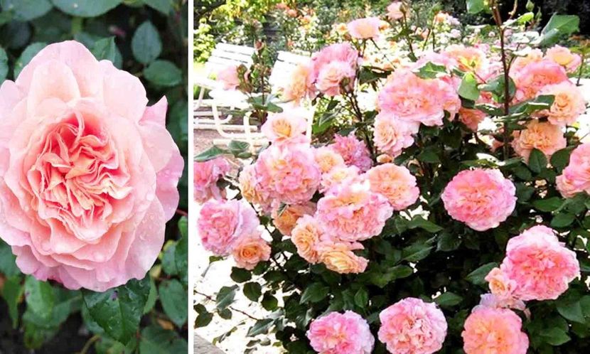 Rosa Augusta Luise (Tangust) - TRANDAFIRI THEAHIBRID de vanzare -2025