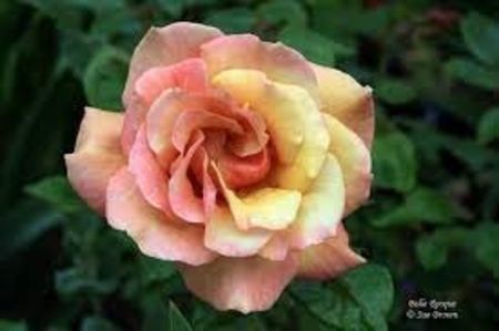Rosa Belle Epoque - TRANDAFIRI THEAHIBRID de vanzare -2025