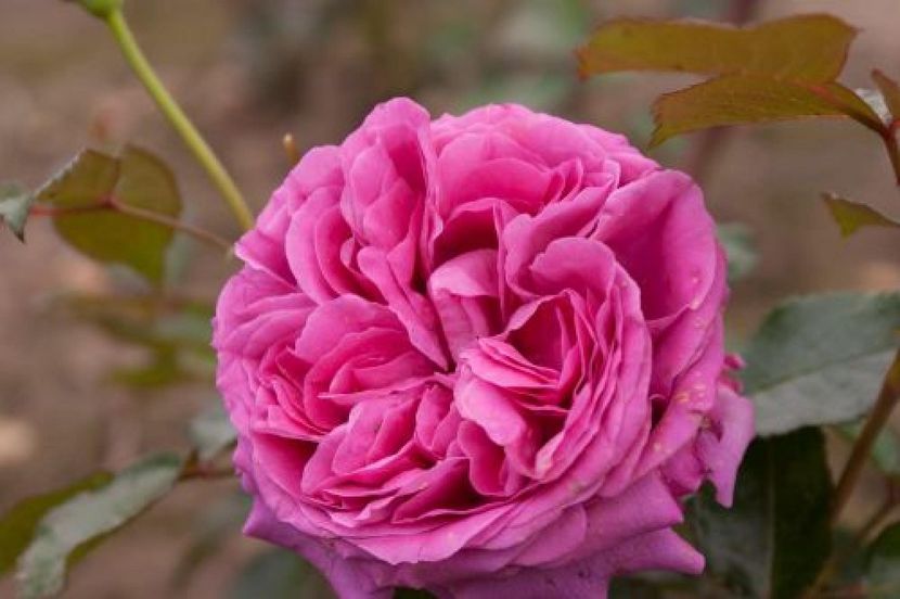 Rosa Bernadette Lafont (Sauvachild) - TRANDAFIRI THEAHIBRID de vanzare -2025