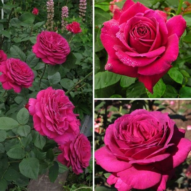 Rosa Big Purple (Stebigpu) - TRANDAFIRI THEAHIBRID de vanzare -2025