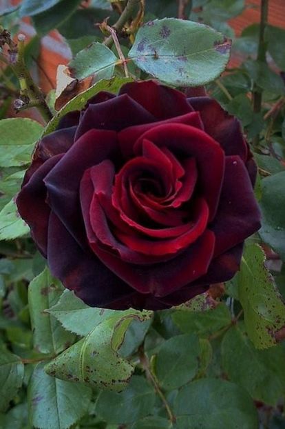 Rosa Black Baccara (Meidebenne). - TRANDAFIRI THEAHIBRID de vanzare -2025