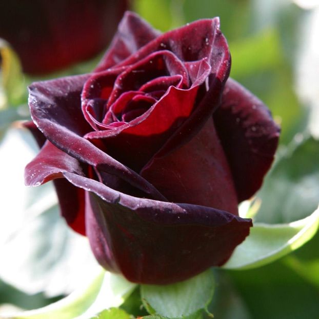 Rosa Black Baccara (Meidebenne) - TRANDAFIRI THEAHIBRID de vanzare -2025