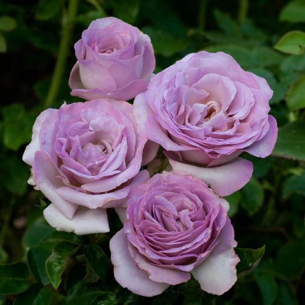 Rosa Blue Girl (Sautari). - TRANDAFIRI THEAHIBRID de vanzare -2025