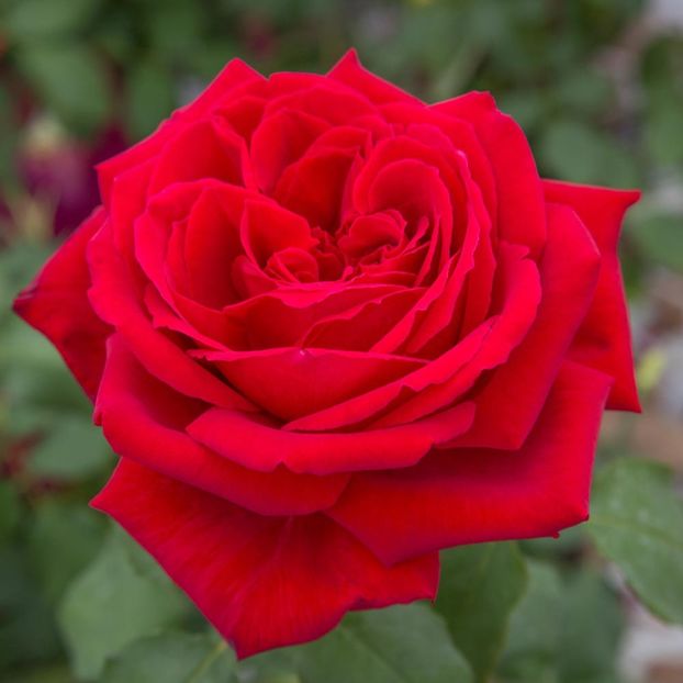Rosa Botero (Meiafone) - TRANDAFIRI THEAHIBRID de vanzare -2025
