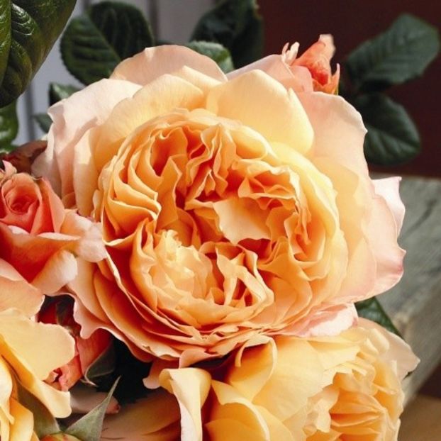 Rosa Capri (Tannus) - TRANDAFIRI THEAHIBRID de vanzare -2025