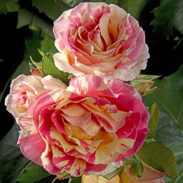 Rosa Claude Monet. - TRANDAFIRI THEAHIBRID de vanzare -2026