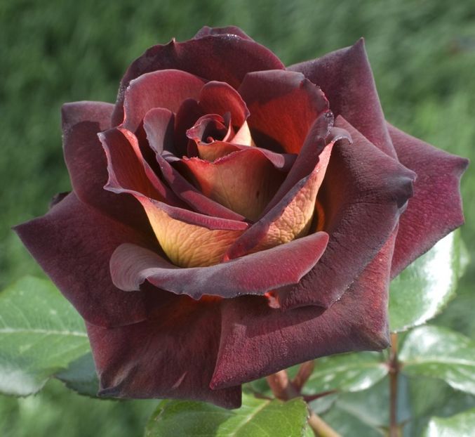 Rosa Dark Night (Meirysett)-eddy michel - TRANDAFIRI THEAHIBRID de vanzare -2025