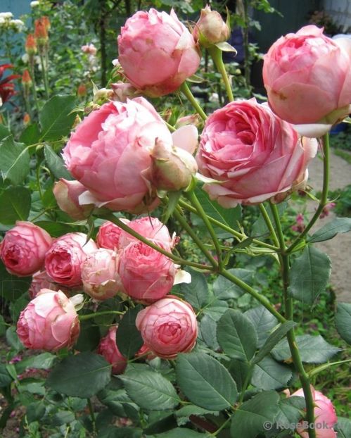 Rosa First Lady (Tantrif). - TRANDAFIRI THEAHIBRID de vanzare -2026