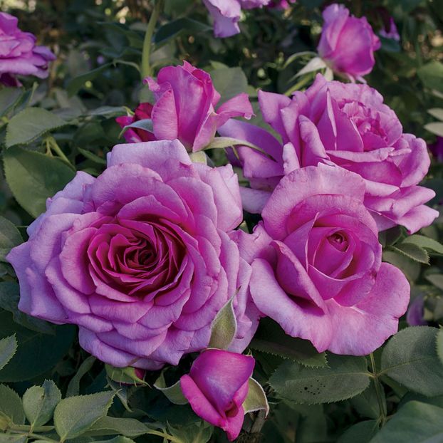 Rosa Melody Parfumee - TRANDAFIRI THEAHIBRID de vanzare -2025