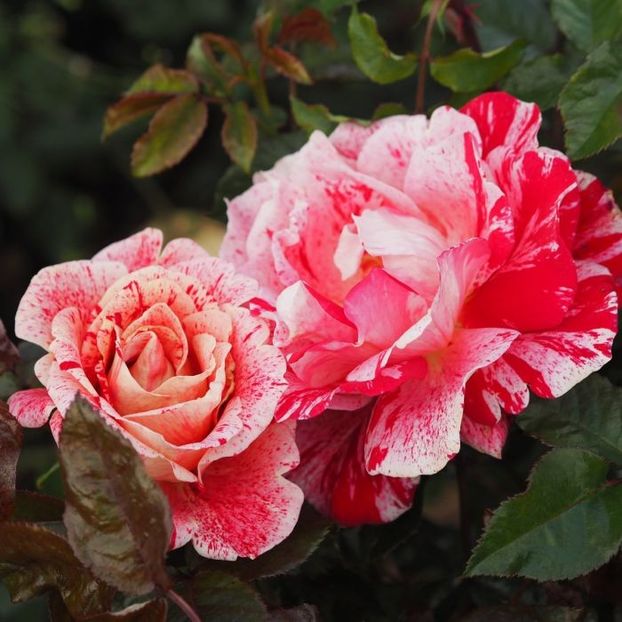 Rosa Rachel Louise Moran (Jacdrama). - TRANDAFIRI THEAHIBRID de vanzare -2025