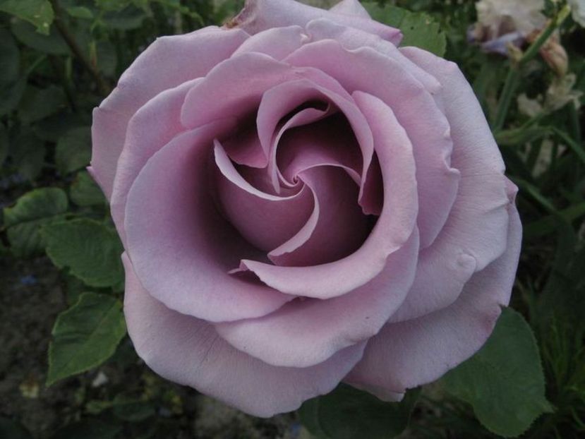 Rosa Nil Bleu. - TRANDAFIRI THEAHIBRID de vanzare -2025