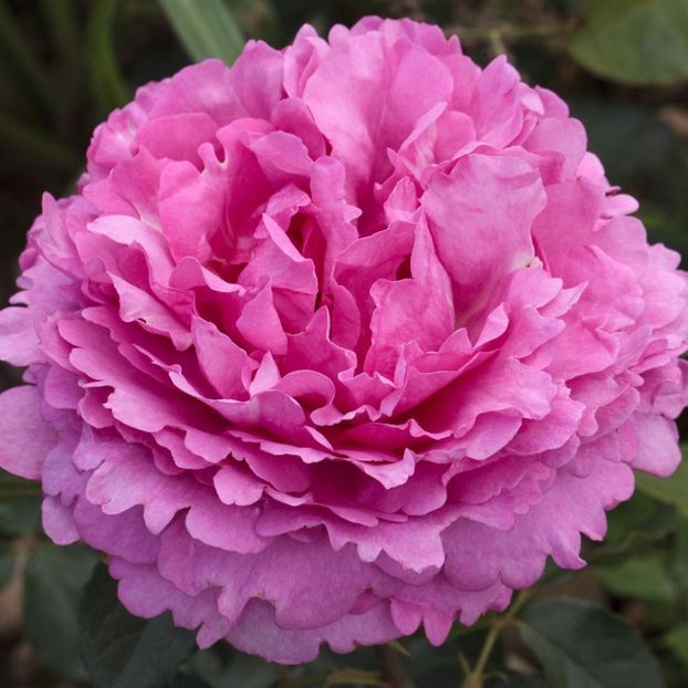 Rosa Yves Piaget (Meivildo) - TRANDAFIRI THEAHIBRID de vanzare -2025